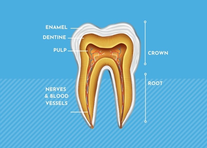 What is a Root Canal?